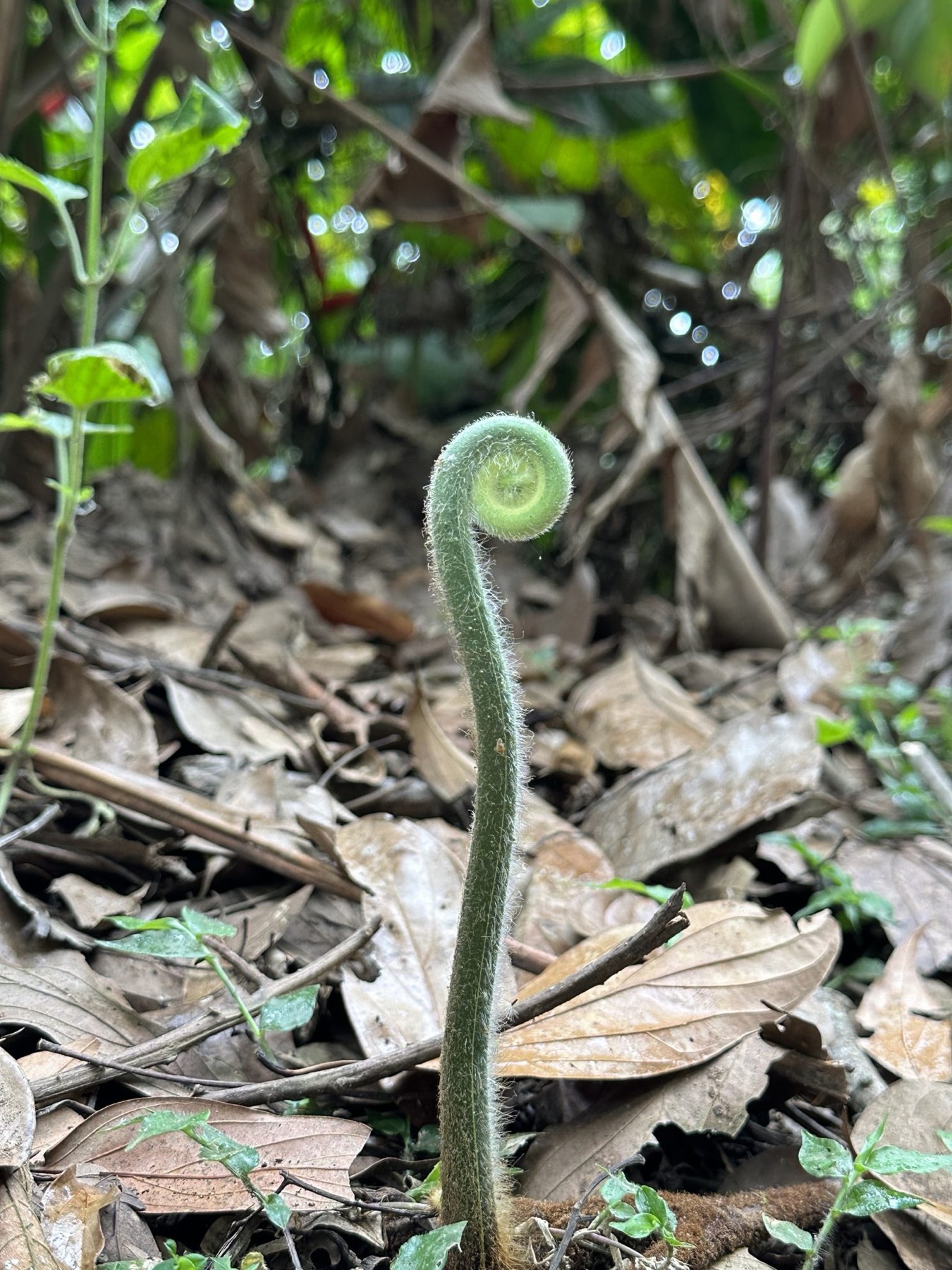 A tree fern fiddlehead unfurling above wet leaf litter