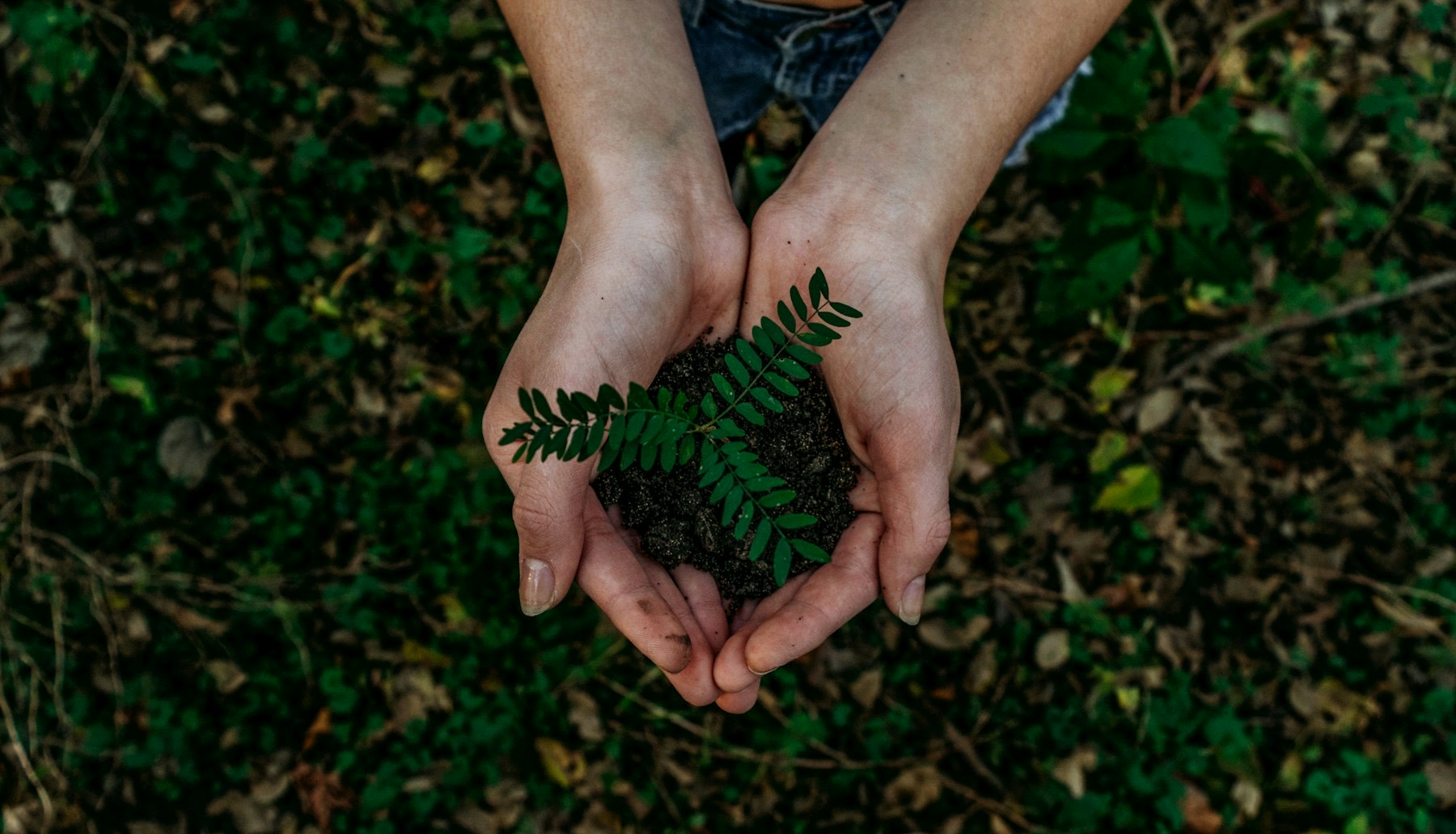 Cupped hands holding dark soil and a small seedling
