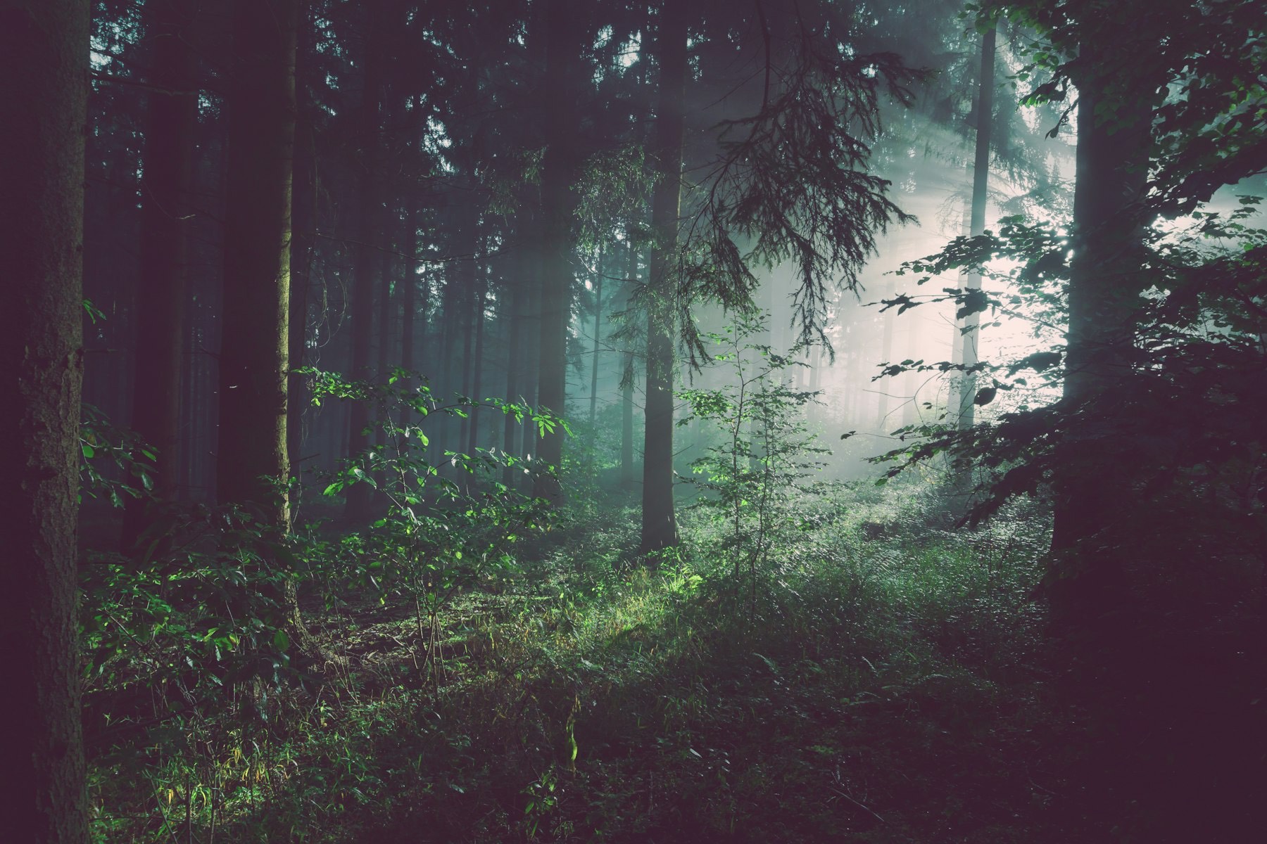 Fog drifting through a dark stand of trees in early morning light