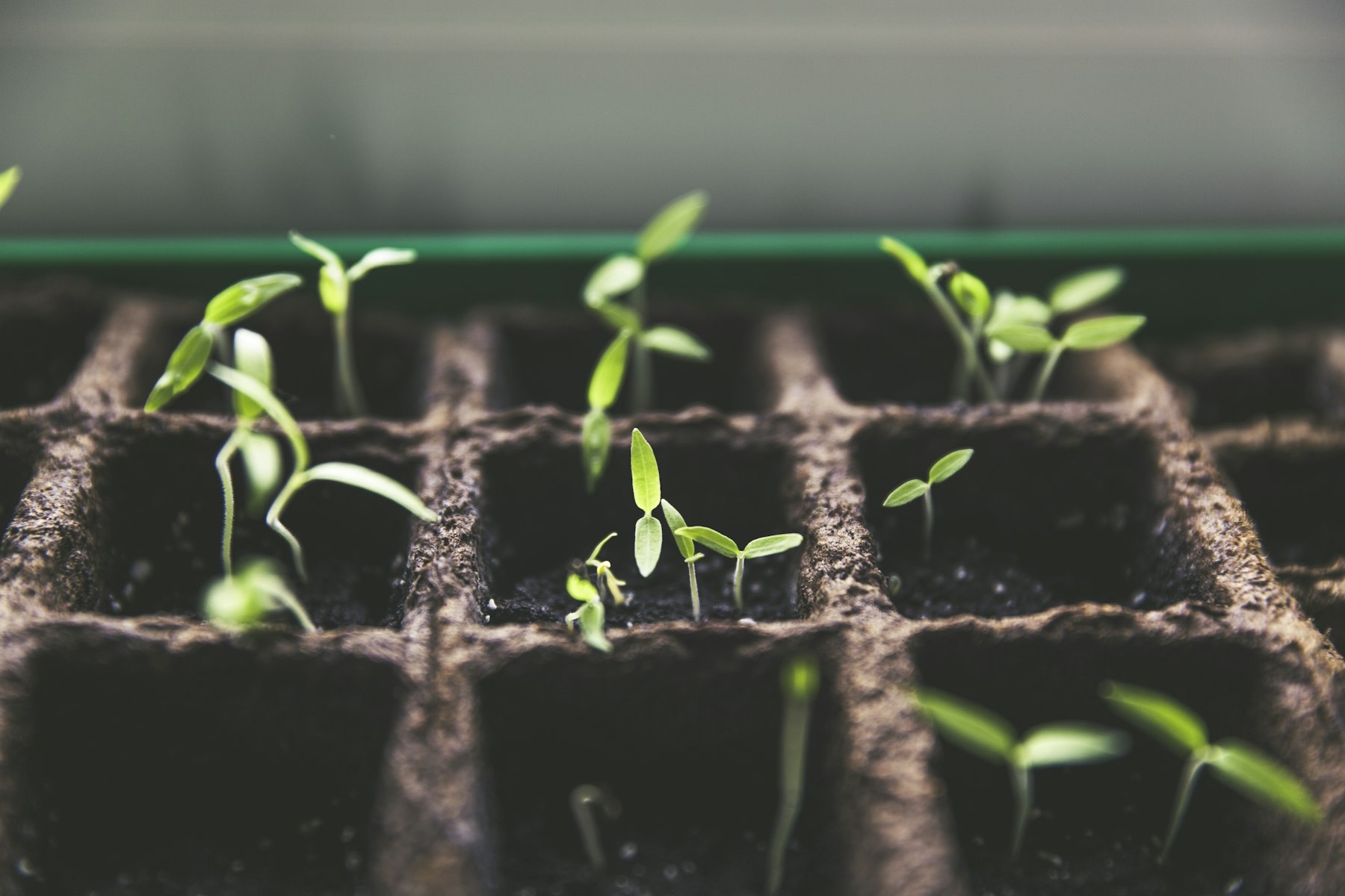 Tray of seedlings emerging from soil cells in soft light
