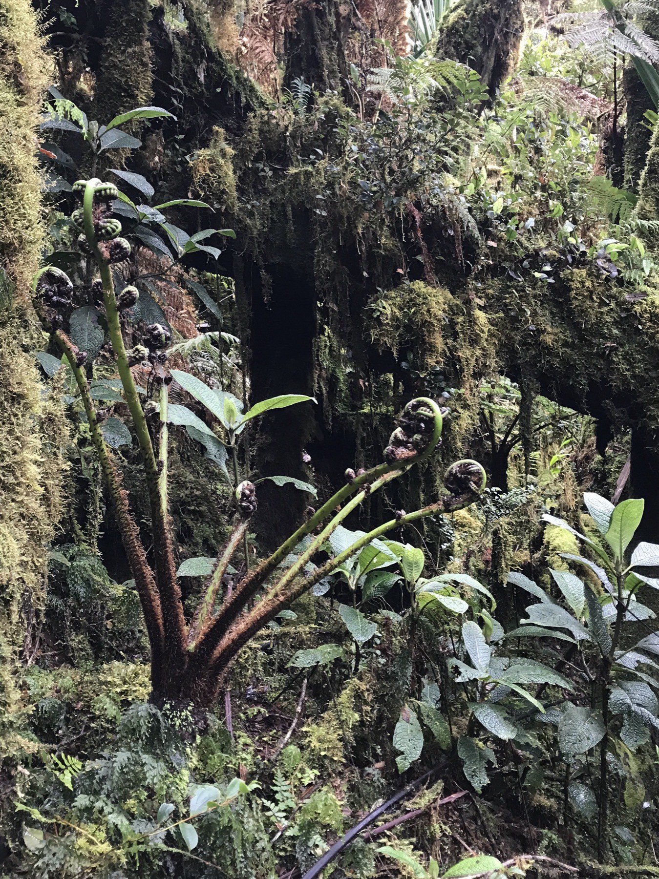Moss covered trunks and young tree fern fronds in dense understorey